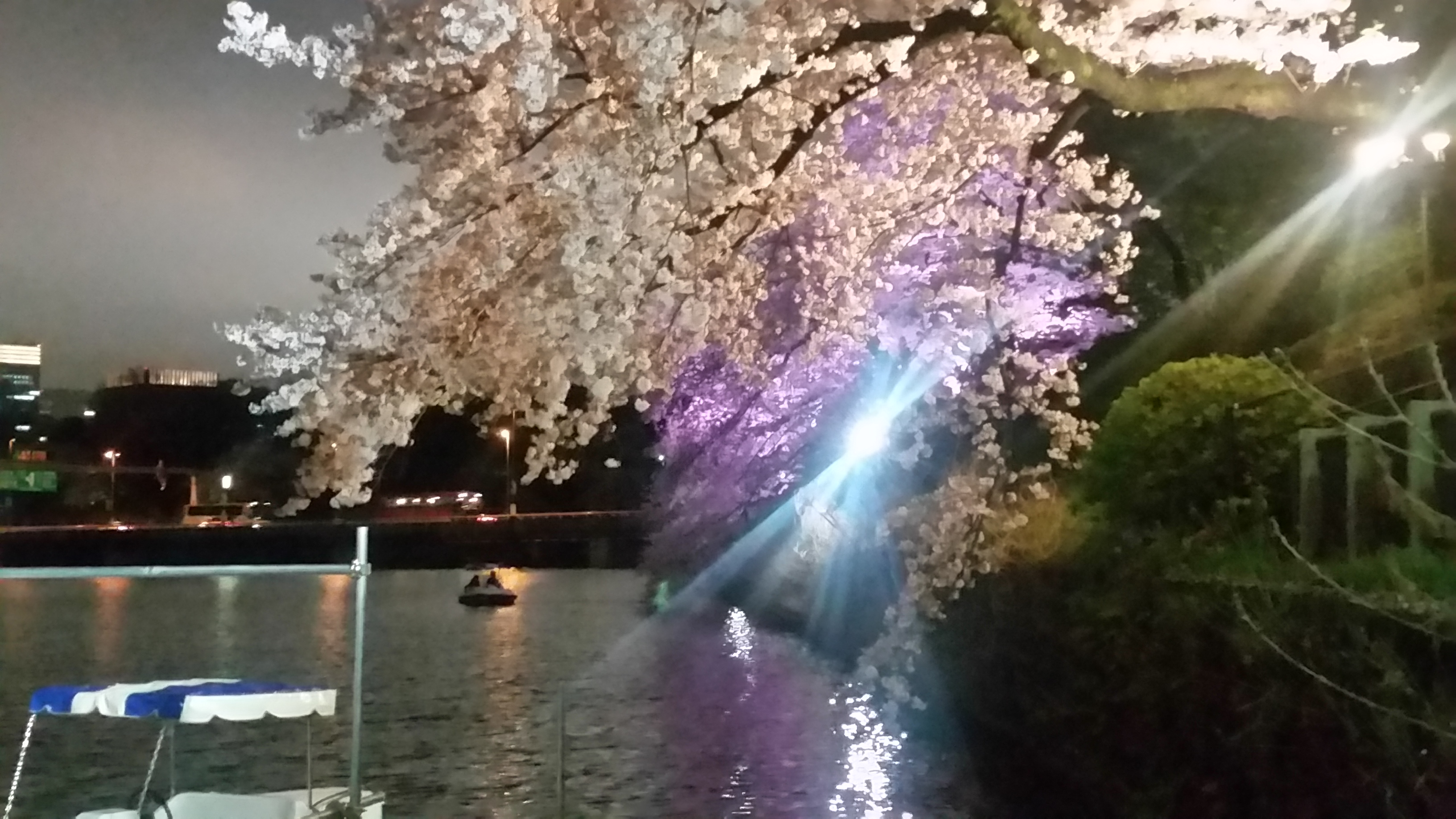千鳥ヶ淵 桜 ライトアップ