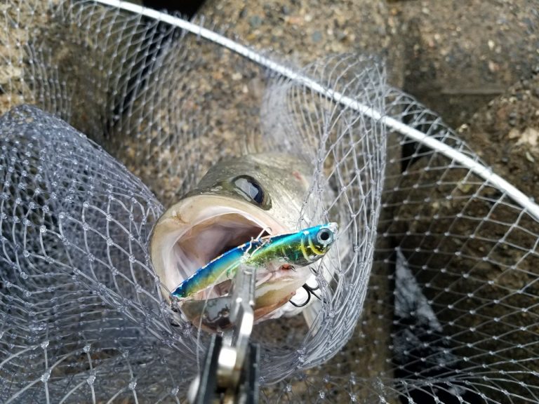 シーバス釣り ランディングネット