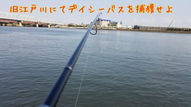 旧江戸川 シーバス釣り