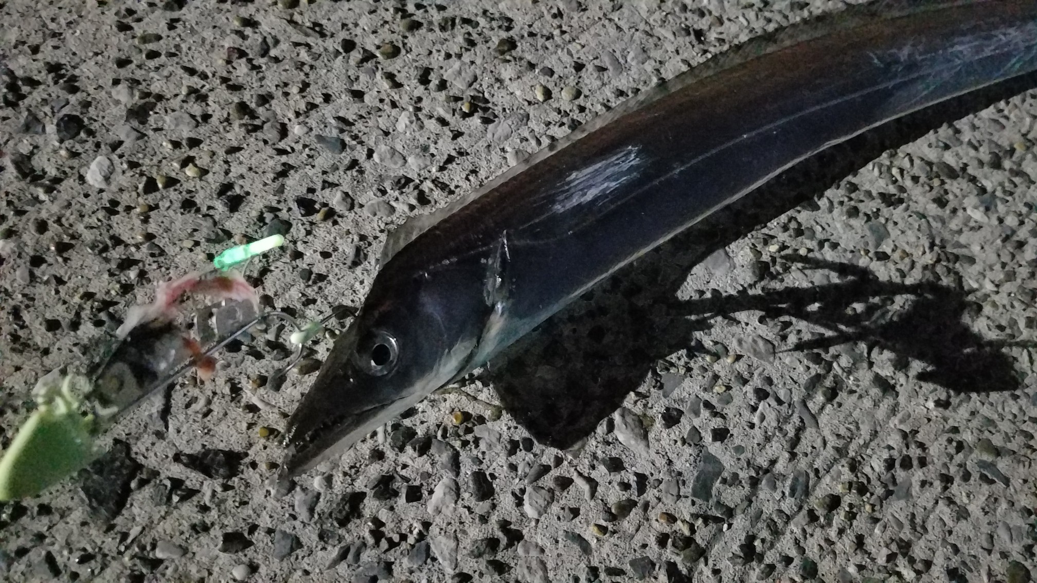 東京湾 太刀魚