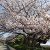 旧江戸川桜